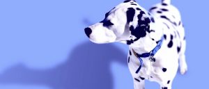 ProHeart 6 Heartworm Injection