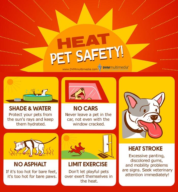 Halloween Pet Safety